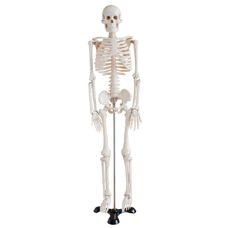 “人体骨架模型