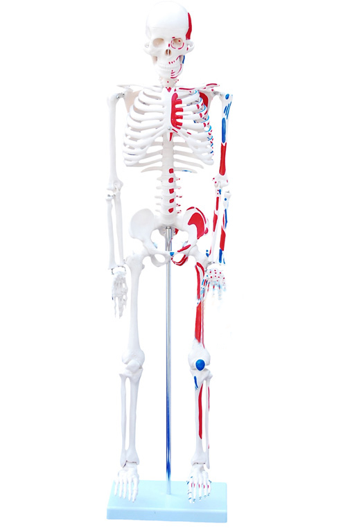 “人体骨骼附肌肉着色模型