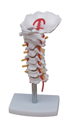 颈椎模型 颈椎带颈动脉模型