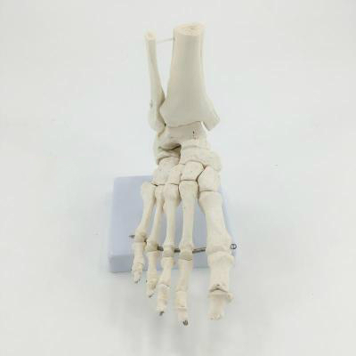 “足骨模型