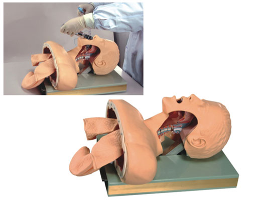 高级气管插管训练模型（带报警）
