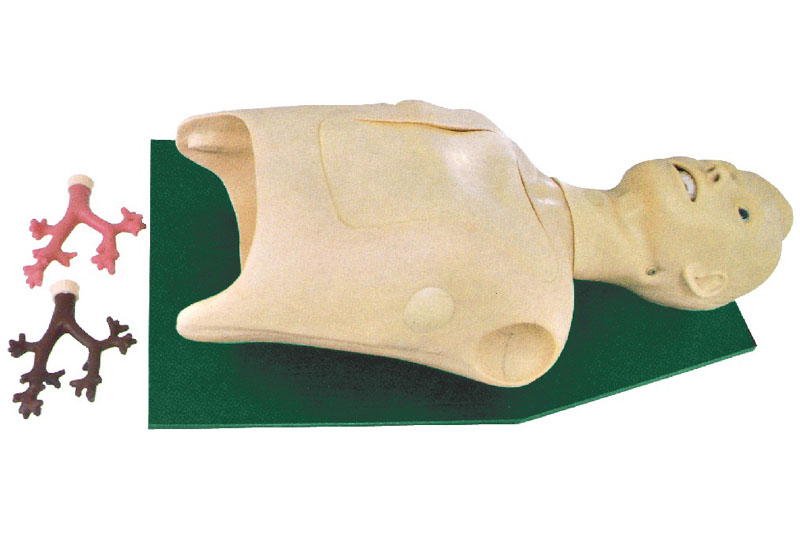 “支气管内窥镜训练模型