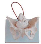 “女性骨盆带胎儿头颅骨模型