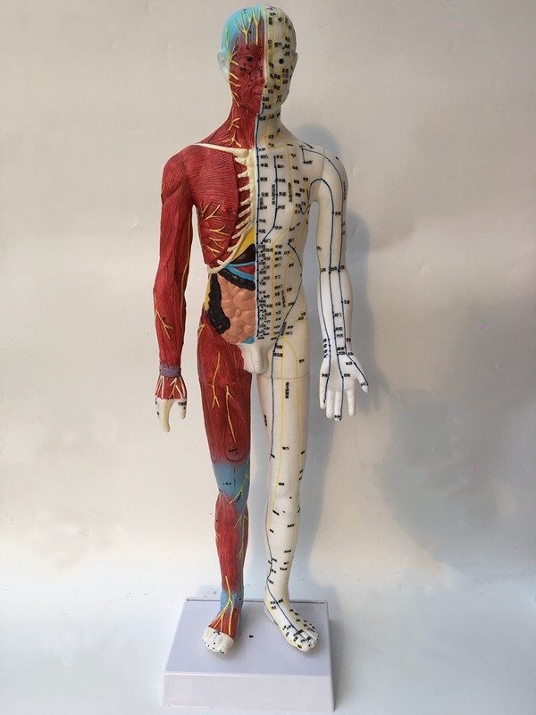 半肌肉骨骼内脏模型中医经络穴位模型 人体针灸