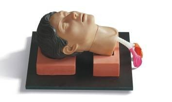“环甲膜穿刺和切开训练仿真模型