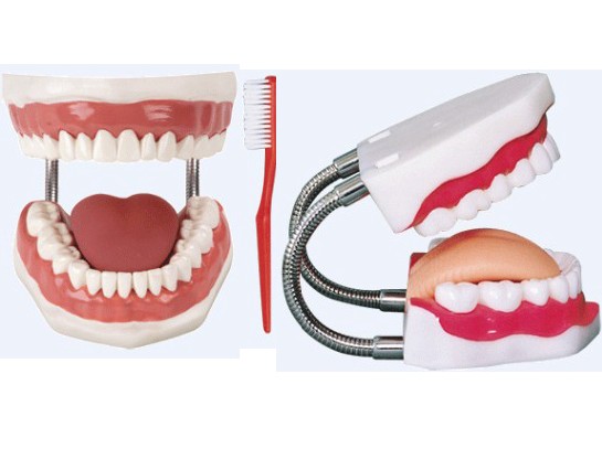 “牙护理保健模型（放大5倍）