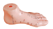 “按摩足模型17CM