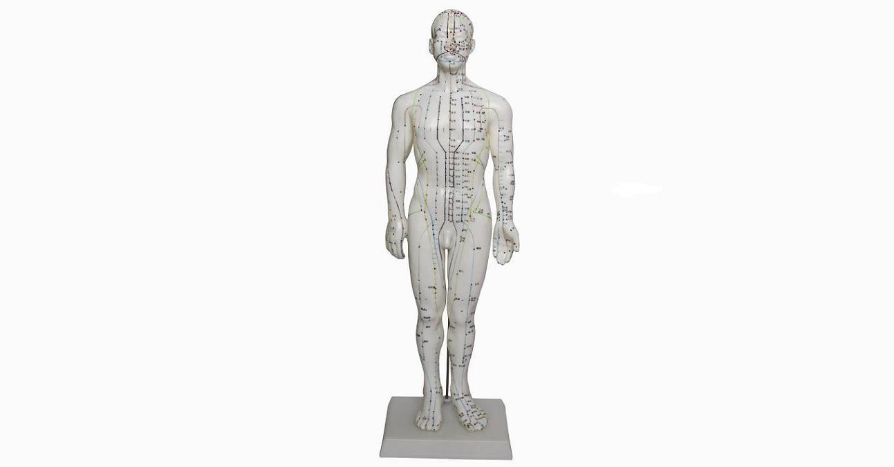 “人体针灸模型50CM男性