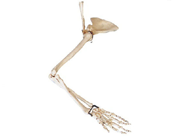 “手臂骨、肩钾骨、锁骨模型