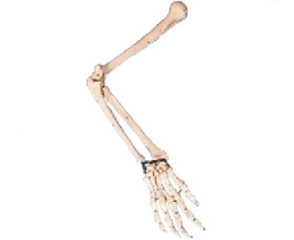 手臂骨模型