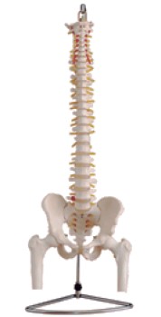 “自然大脊椎附骨盆、半腿骨模型