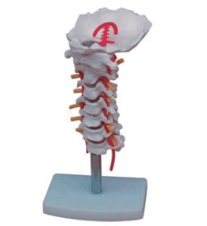 颈椎带颈动脉、后枕椎间盘与神经模型
