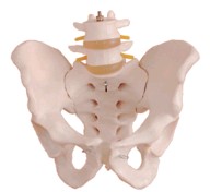 “自然大骨盆带二节腰椎模型