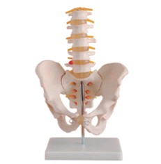 自然大骨盆带五节腰椎模型