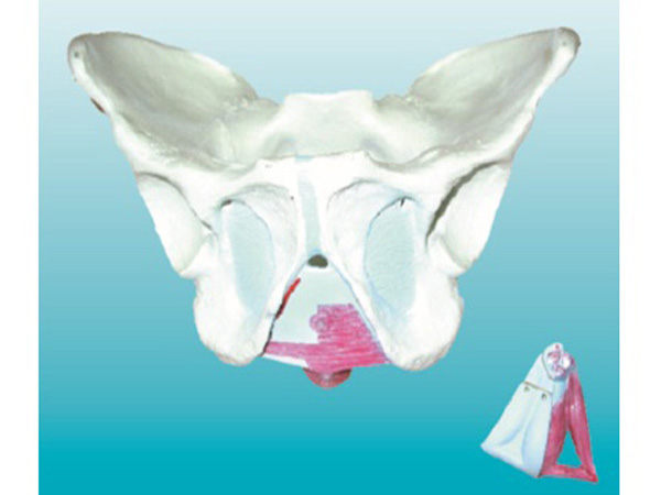 男性骨盆附盆底肌肉模型