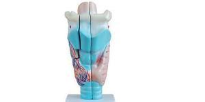 “喉头解剖模型