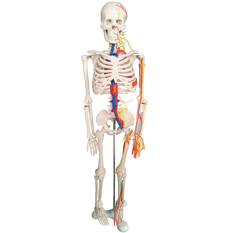 人体骨骼带心脏、血管、神经模型