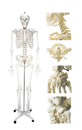 男性人体骨骼模型
