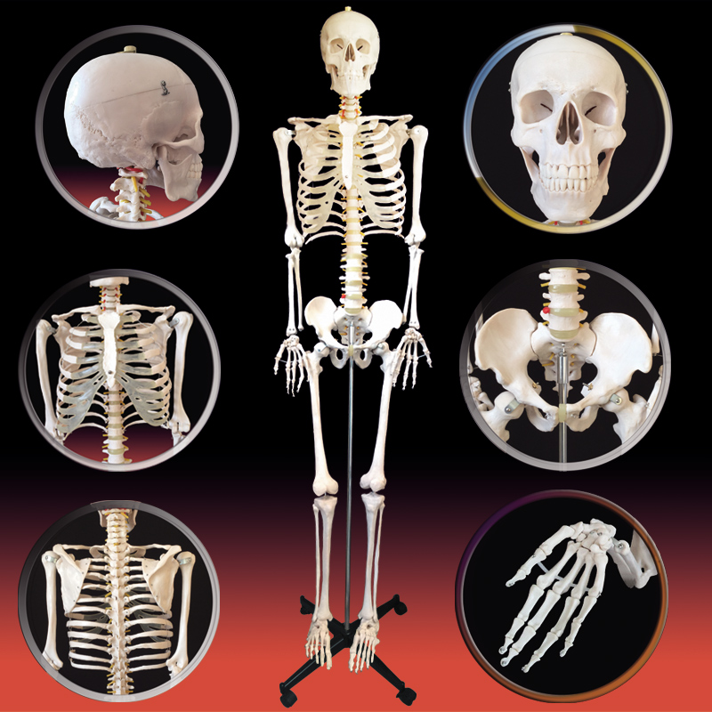 骷髅骨架标本带软肋模型