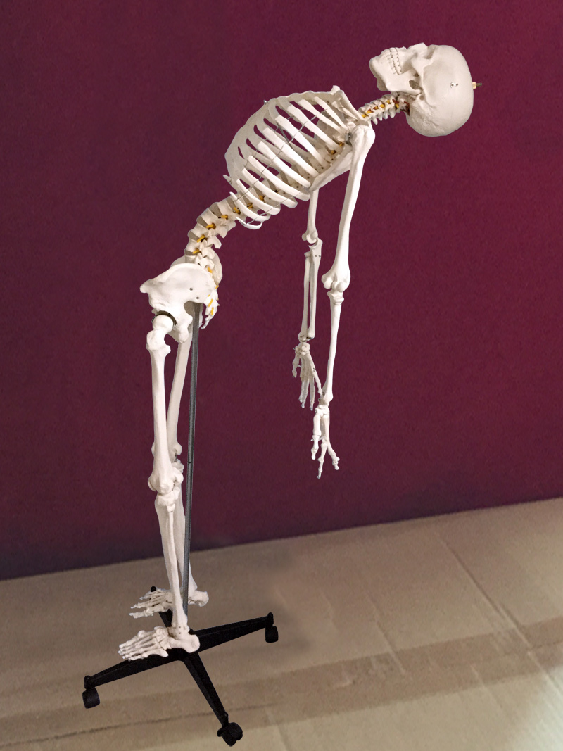 脊椎可弯曲 ，骷髅骨架标本