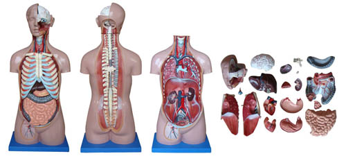 85CM无性躯干模型20件