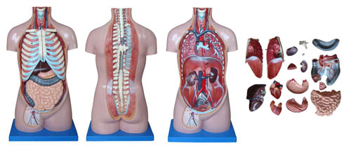 “无性躯干模型17件 70CM