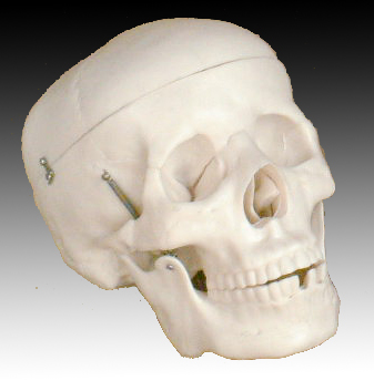 成人头颅骨模型