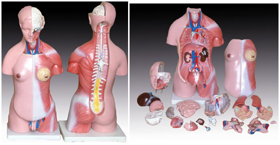 两性躯干模型23件 45CM