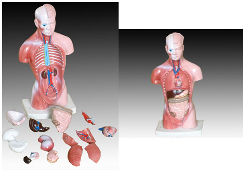 “26CM躯干模型