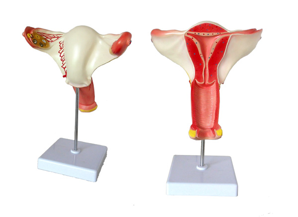 女性内生殖器官模型