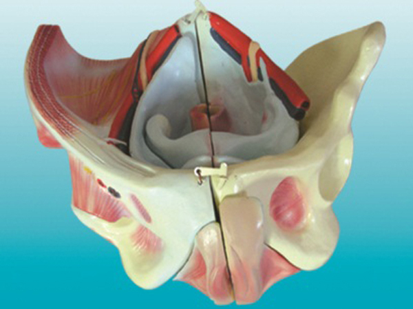 “女性骨盆附生殖器官与血管神经模型
