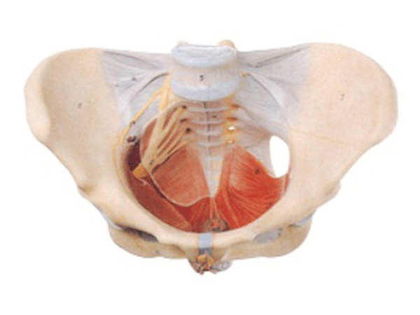 “女性骨盆附盆底肌和神经模型