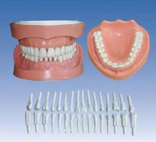 可卸式有根标准牙模型