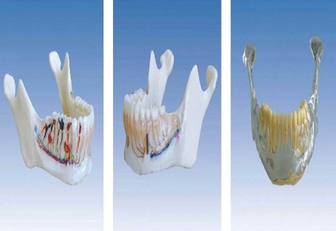 “下颌骨解剖模型