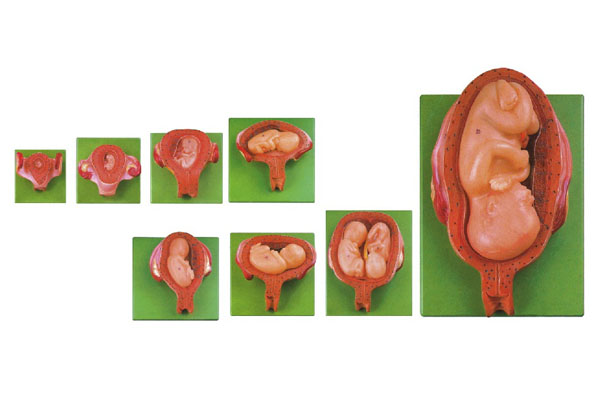 妊娠胚胎发育过程模型（8部件）