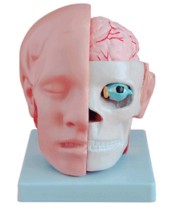 “头解剖附脑动脉模型
