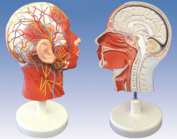“头部正中矢状切面附血管神经模型