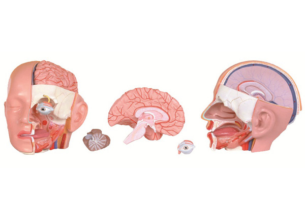 头部解剖模型（4倍件）