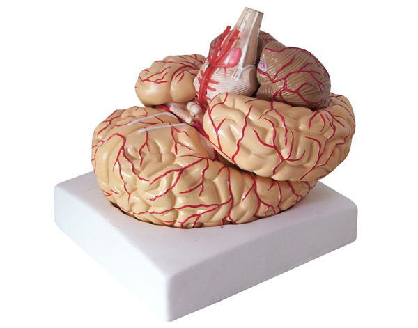“脑动脉模型（9部件）