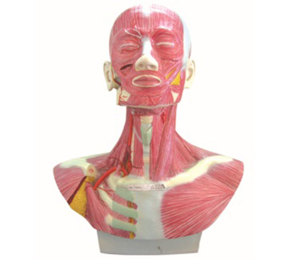 “头、面、颈部解剖和颈外动脉配布模型