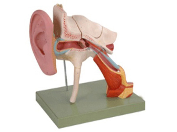 耳结构放大模型