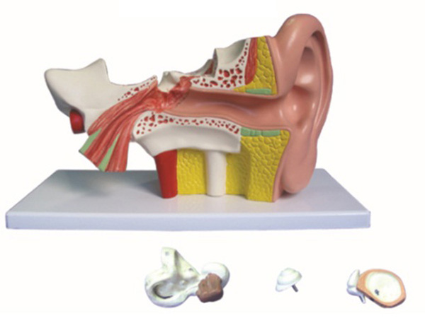 耳放大模型（4部件）