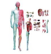 “人体全身层次解剖附内脏模型
