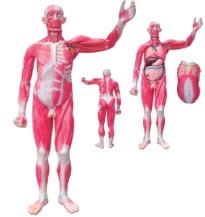 人体全身肌肉解剖附内脏模型