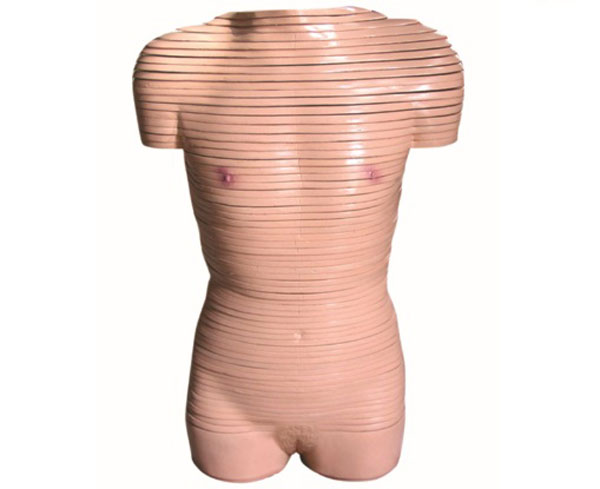 “女性躯干横切面断层解剖模型