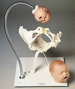 带有胎儿头的骨盆训练模型